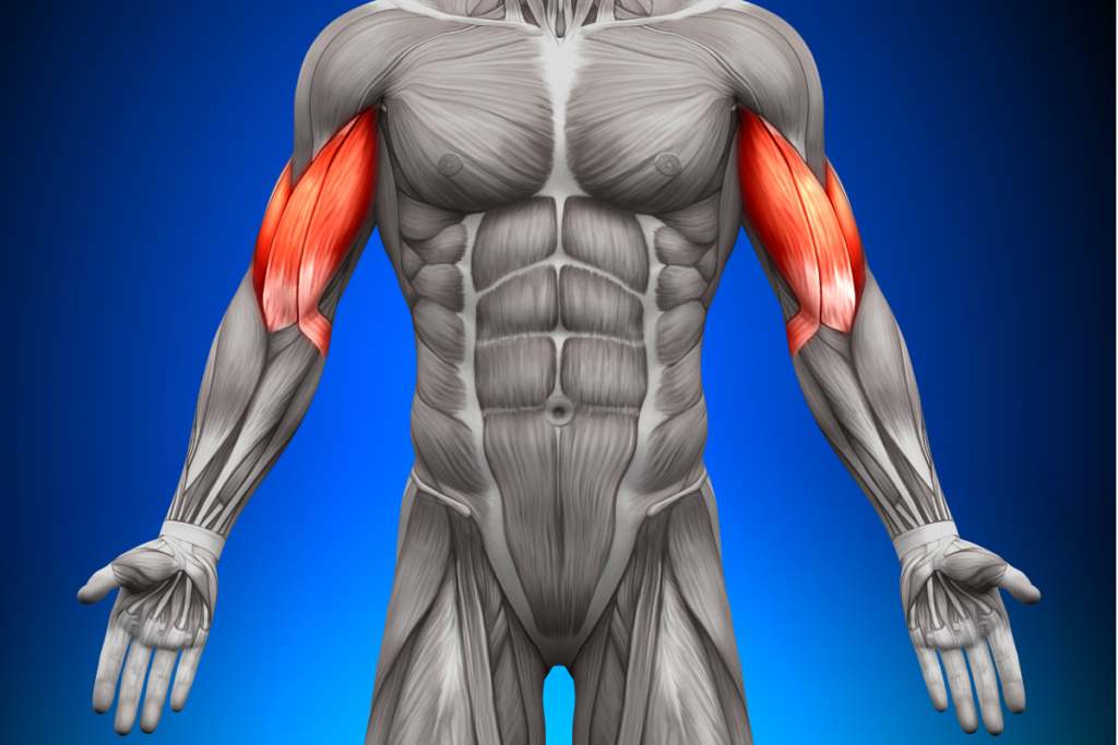 biceps anatomy