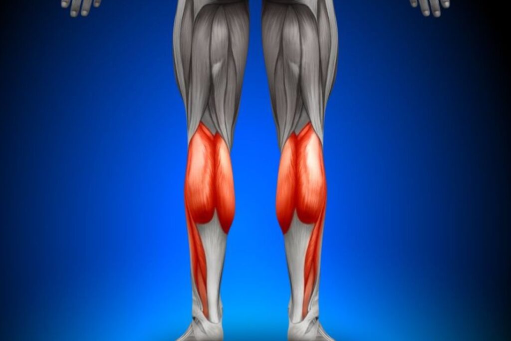 calf muscles