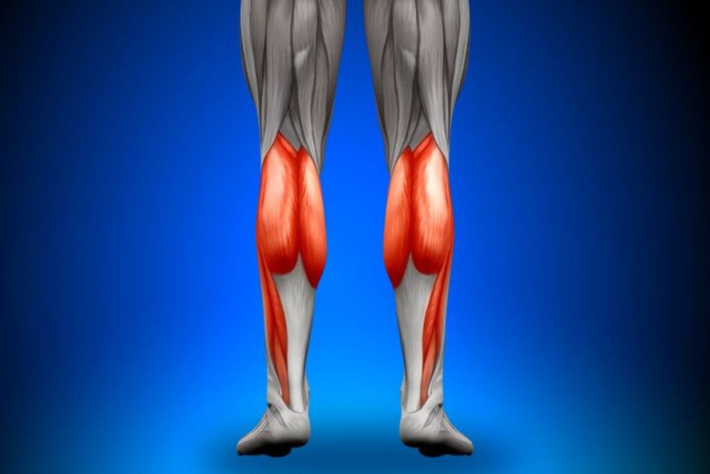 calves muscles