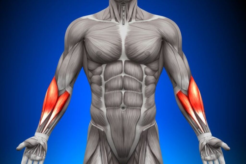 forearms and grip muscles