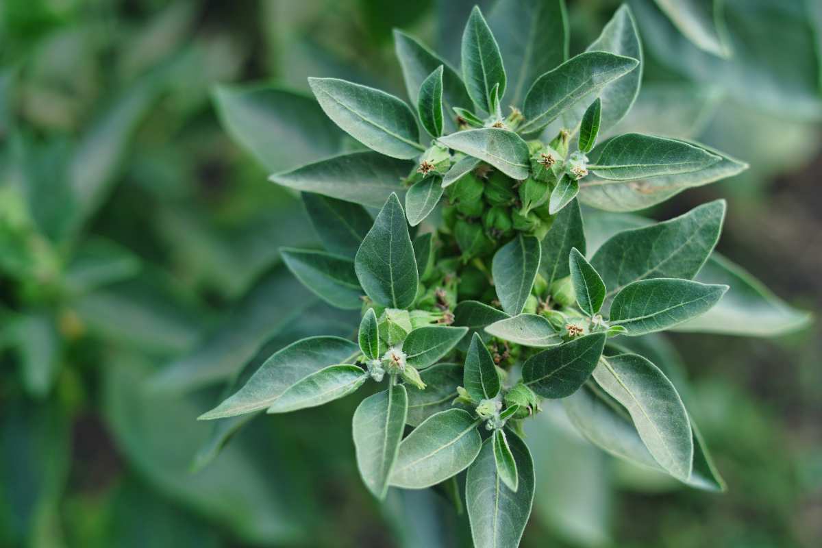 Rhodiola Vs Ashwagandha Difference Explained