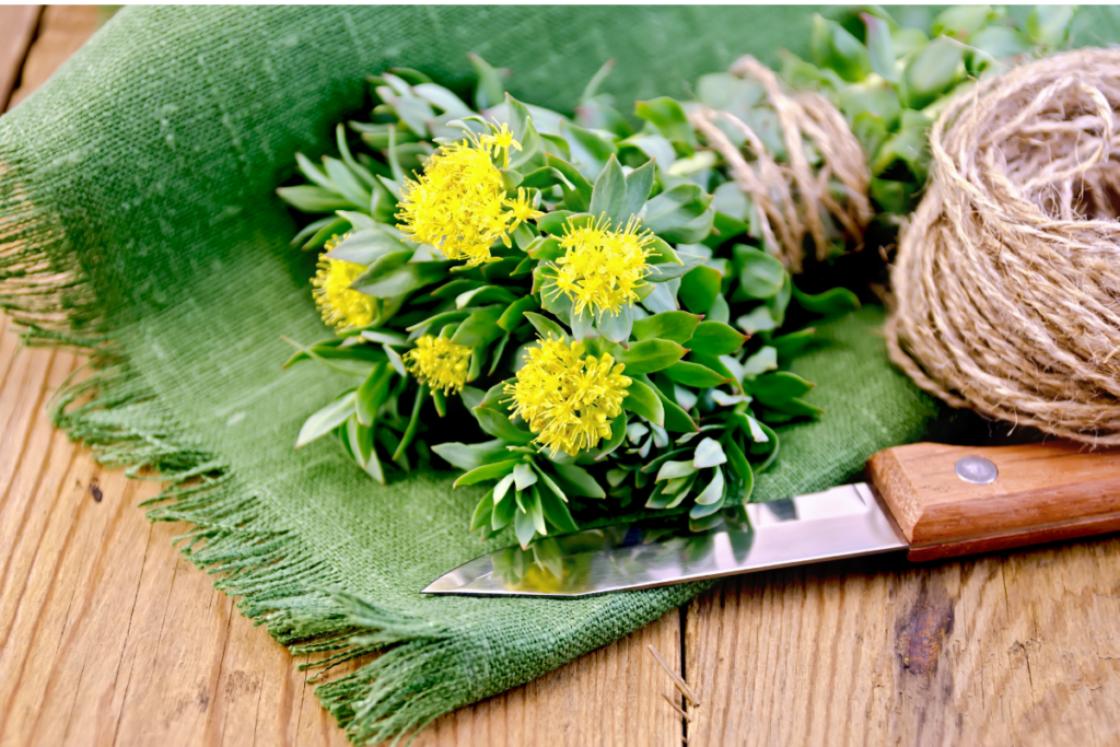 cutted rhodiola on the table