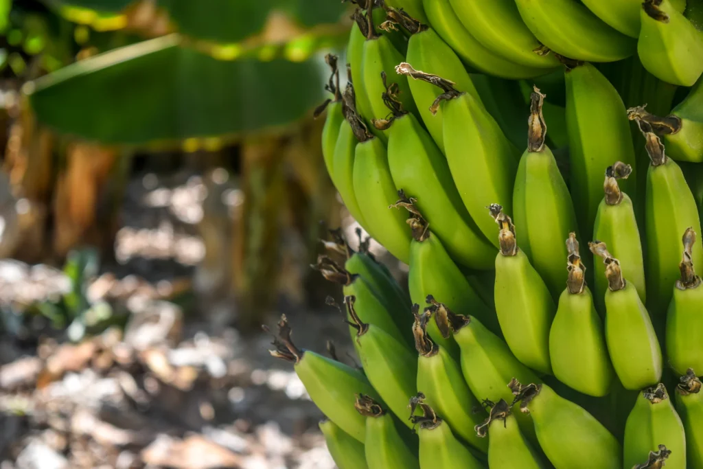 Potassium in Bananas