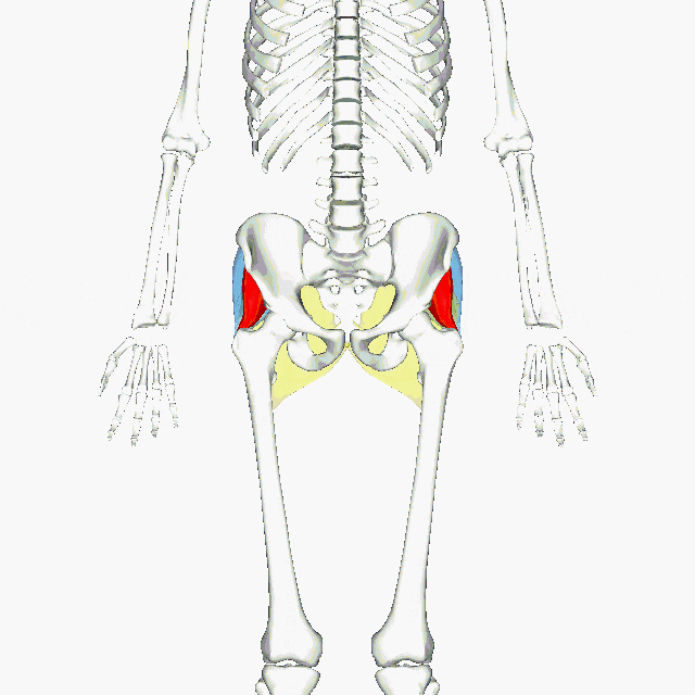 Gluteal Muscles