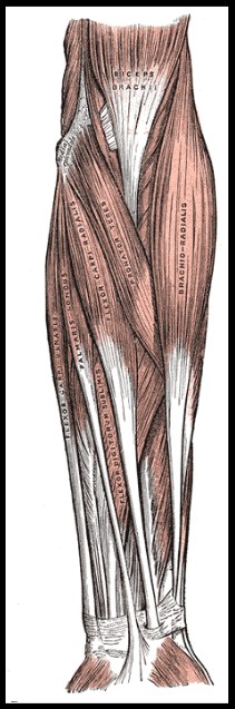 Muscles of Arm
