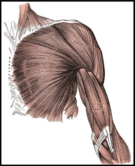 Stucture of Muscles