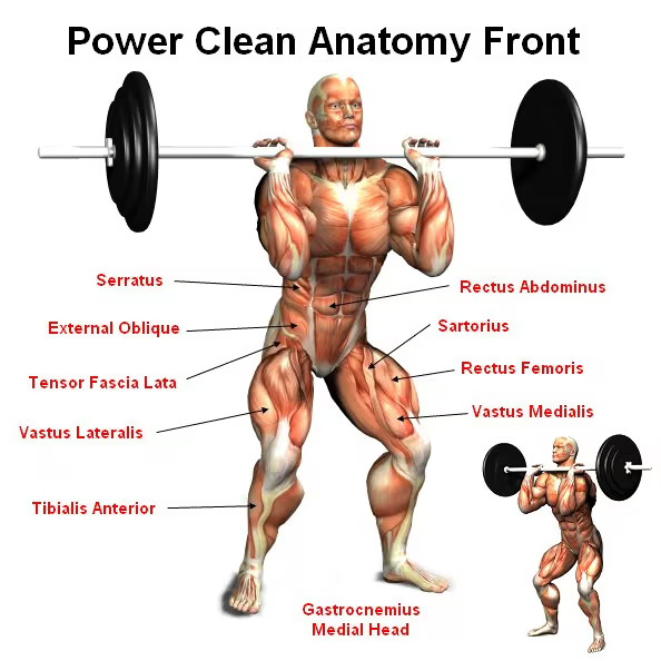 Power Clean Anatomy