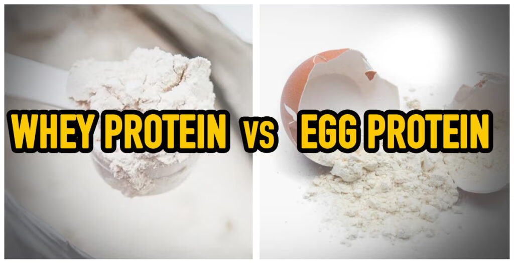whey protein vs egg protein