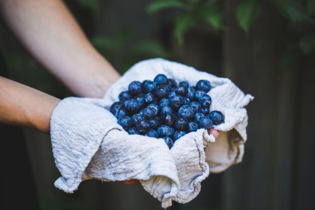 Blueberries substances affect bone formation