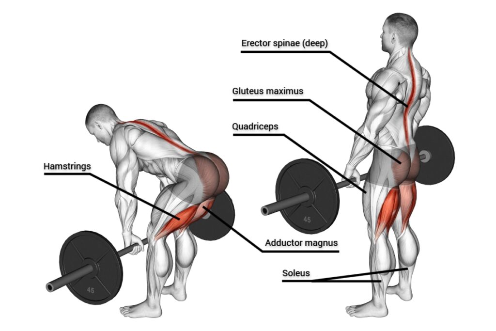 muscles work in the deadlift