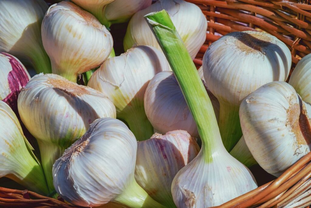 So, why it is necessary to include garlic in the diet