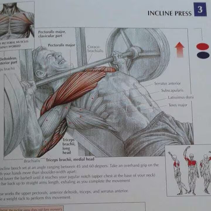 incline stress anatomy page