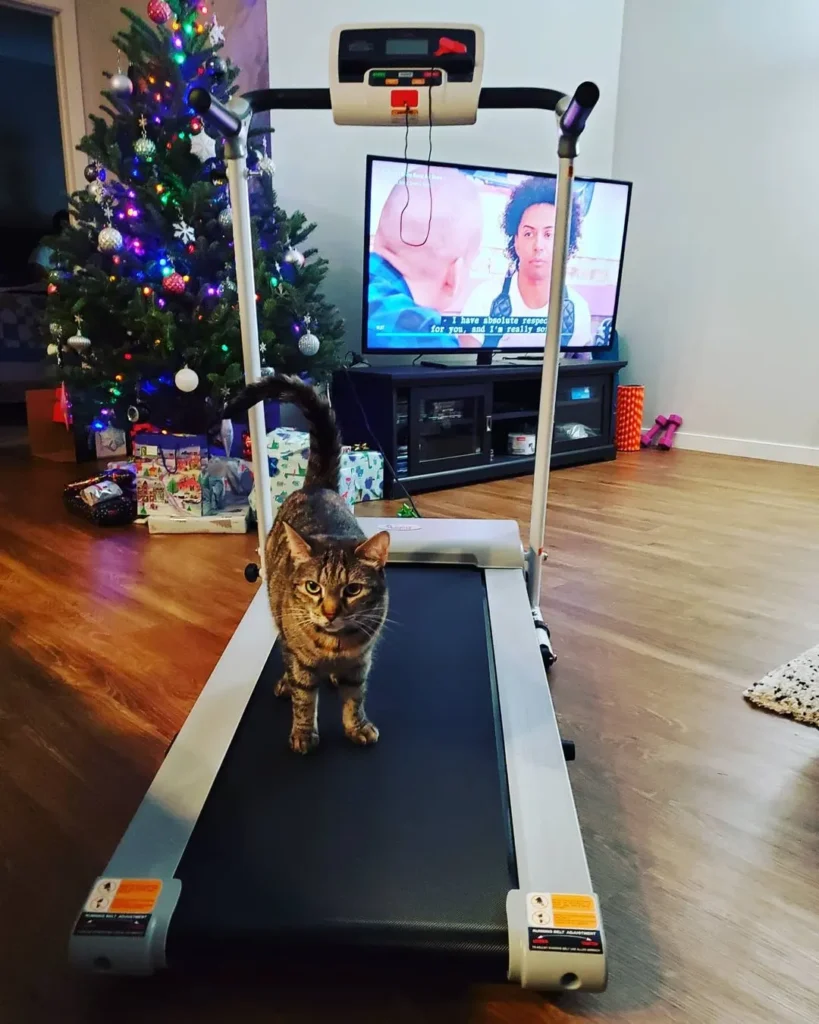 cat and treadmill